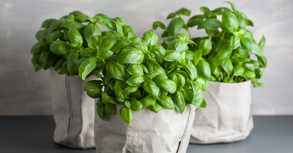 Comment conserver son basilic en pot ? Comment conserver son basilic en pot ?