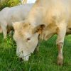 Affichage environnemental : le boeuf herbager français pénalisé ?