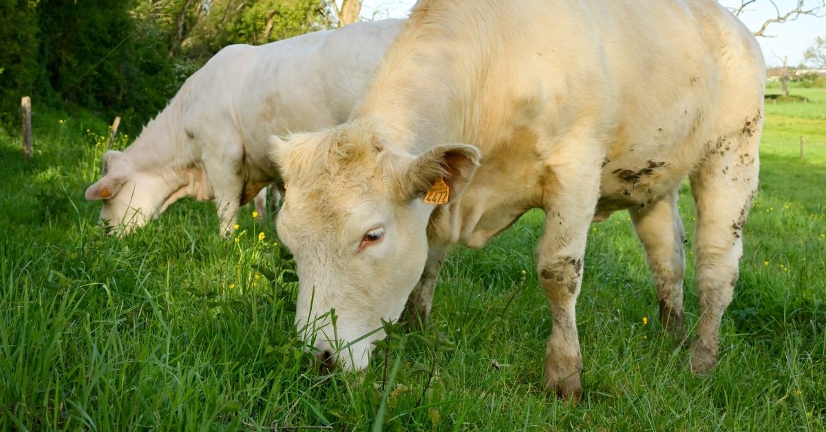Affichage environnemental : le boeuf herbager français pénalisé ?