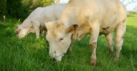 Affichage environnemental : le boeuf herbager français pénalisé ?