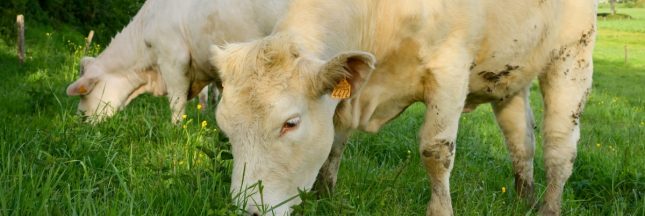 boeuf français -élevage herbager