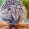Fortes chaleurs : les animaux souffrent aussi ! Fortes chaleurs : les animaux souffrent aussi !