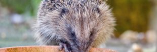 Fortes chaleurs : les animaux souffrent aussi !