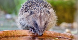 Fortes chaleurs : les animaux souffrent aussi !