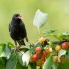 Cerisiers : comment éloigner les oiseaux sans perdre vos fruits
