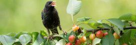 Cerisiers : comment éloigner les oiseaux sans perdre vos fruits