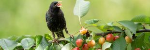 Cerisiers : comment éloigner les oiseaux sans perdre vos fruits