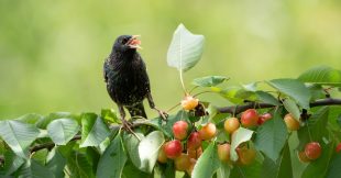 Cerisiers : comment éloigner les oiseaux sans perdre vos fruits Cerisiers : comment éloigner les oiseaux sans perdre vos fruits