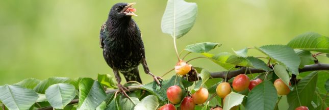 Ces couleurs qui attirent les mésanges dans votre jardin Ces couleurs qui attirent les mésanges dans votre jardin