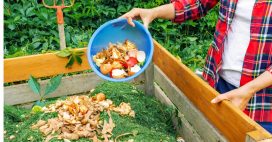 Moucherons dans le compost : l’astuce naturelle qui marche