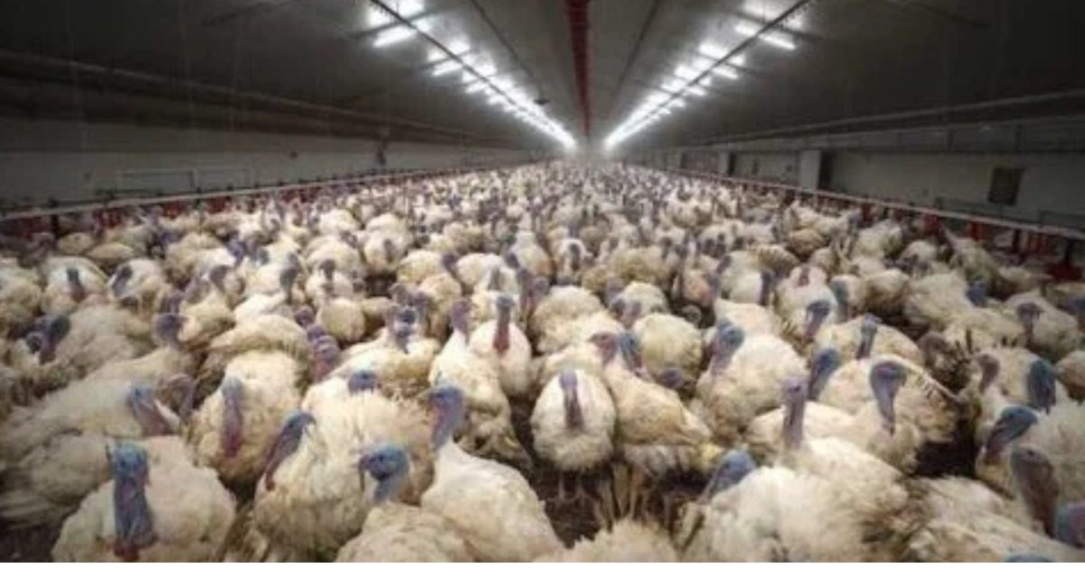 L214 attaque Carrefour après des images choc sur des dindes L214 attaque Carrefour après des images choc sur des dindes
