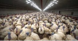 L214 attaque Carrefour après des images choc sur des dindes L214 attaque Carrefour après des images choc sur des dindes
