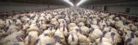 L214 attaque Carrefour après des images choc sur des dindes