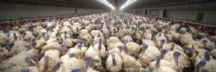 L214 attaque Carrefour après des images choc sur des dindes