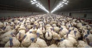 L214 attaque Carrefour après des images choc sur des dindes L214 attaque Carrefour après des images choc sur des dindes