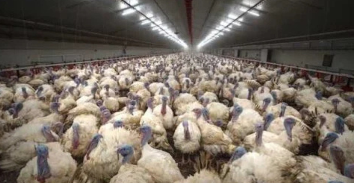 L214 attaque Carrefour après des images choc sur des dindes