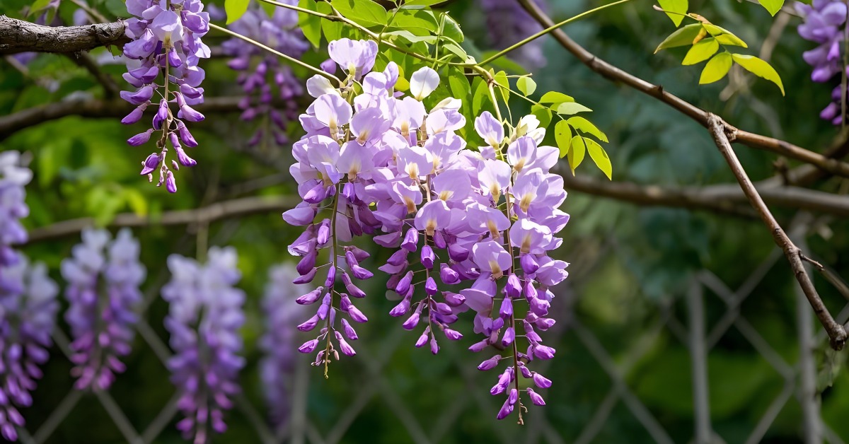 la limonade de glycine : une boisson naturellement pétillante, zéro déchet