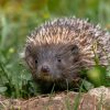 Selon vous, quelle est aujourd'hui la plus grande menace pour la biodiversité ? Selon vous, quelle est aujourd'hui la plus grande menace pour la biodiversité ?