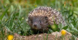 Selon vous, quelle est aujourd’hui la plus grande menace pour la biodiversité ? Selon vous, quelle est aujourd’hui la plus grande menace pour la biodiversité ?