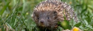 Selon vous, quelle est aujourd'hui la plus grande menace pour la biodiversité ? Selon vous, quelle est aujourd'hui la plus grande menace pour la biodiversité ?