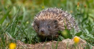 Selon vous, quelle est aujourd'hui la plus grande menace pour la biodiversité ? Selon vous, quelle est aujourd'hui la plus grande menace pour la biodiversité ?