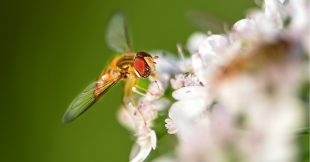 Espèces menacées : la moitié sans protection en France Espèces menacées : la moitié sans protection en France
