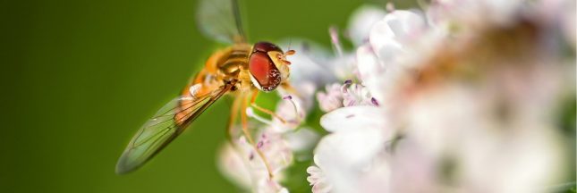 La moitié des espèces menacées ne sont pas protégées en France