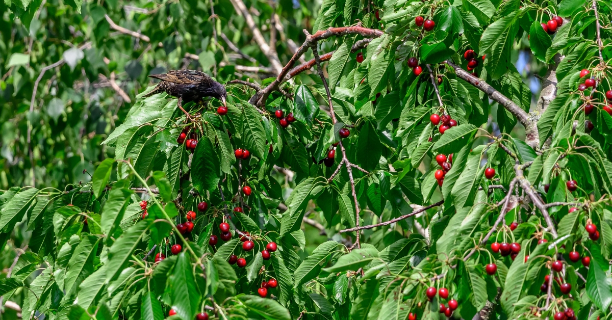 Merle perché dans un cerisier chargé de fruits rouges mûrs au printemps