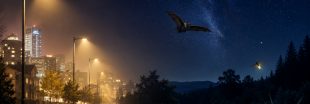 Pollution lumineuse : pourquoi réapprendre l'obscurité devient vital pour la biodiversité