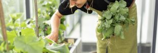 Potager de balcon : 5 légumes inratables pour débuter en ville