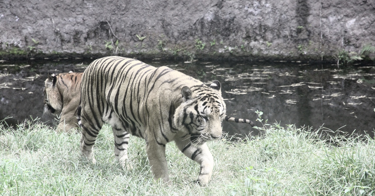 tigre de java