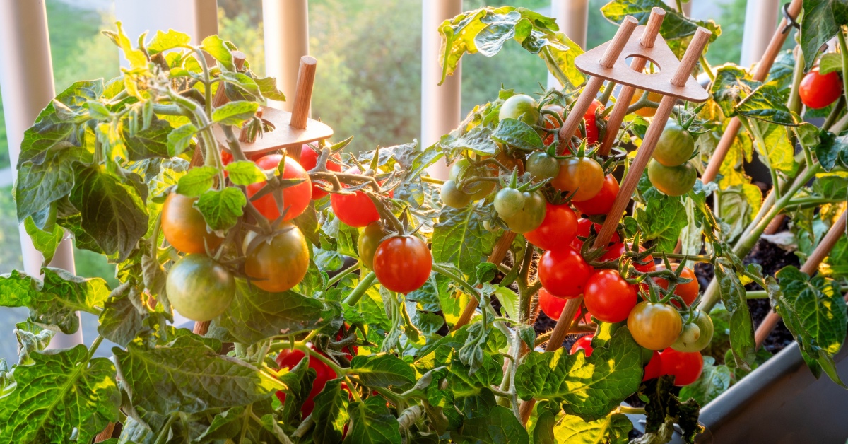 cultiver des tomates cerises sur son balcon