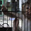 Derrière les laboratoires, le trafic mondial des macaques explose