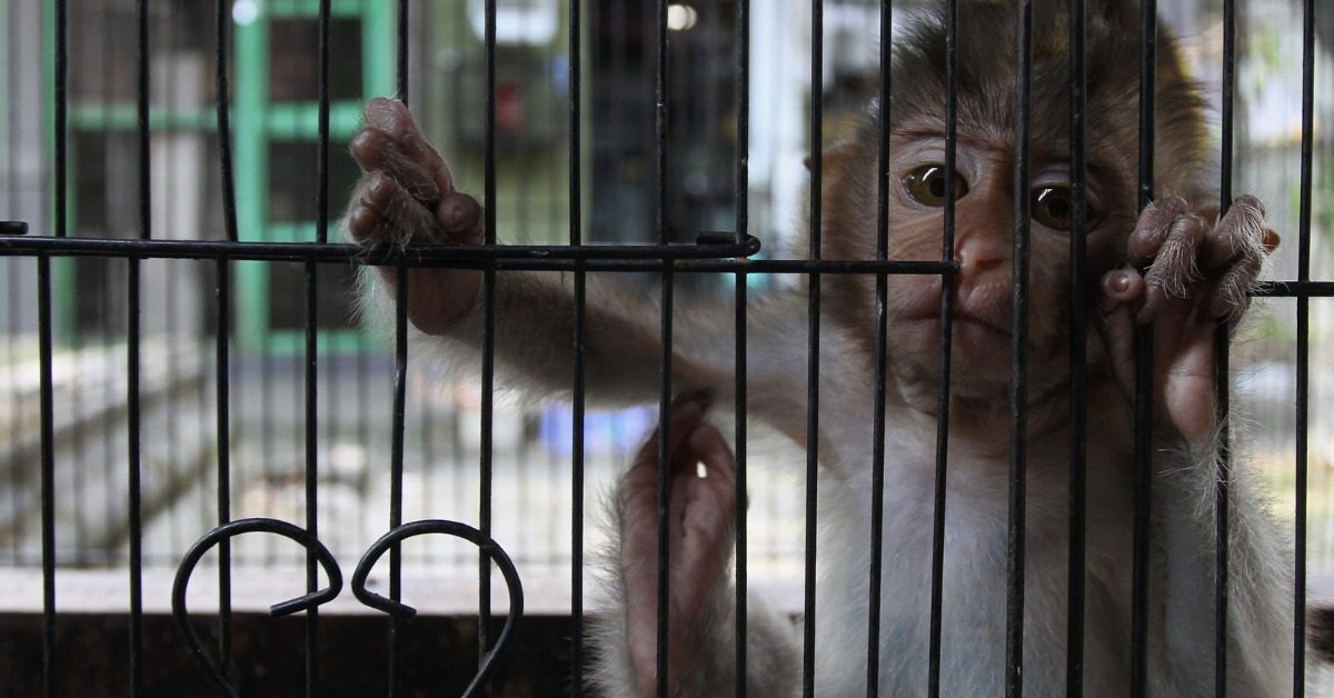 Derrière les laboratoires, le trafic mondial des macaques explose