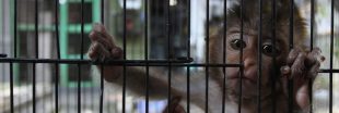 Derrière les laboratoires, le trafic mondial des macaques explose
