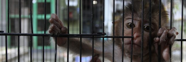 Trafic de macaques : un commerce mondial qui menace l’espèce