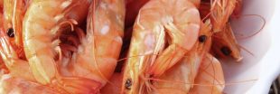 Virus des crevettes : ce pathogène marin pourrait provoquer une grave infection de l'oeil humain