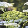 Elle peut mesurer 5 mètres et provoquer de graves brûlures : alerte sur cette plante interdite en France Elle peut mesurer 5 mètres et provoquer de graves brûlures : alerte sur cette plante interdite en France