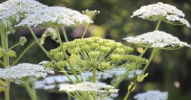 Elle peut mesurer 5 mètres et provoquer de graves brûlures : alerte sur cette plante interdite en France Elle peut mesurer 5 mètres et provoquer de graves brûlures : alerte sur cette plante interdite en France