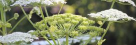 Elle peut mesurer 5 mètres et provoquer de graves brûlures : alerte sur cette plante interdite en France Elle peut mesurer 5 mètres et provoquer de graves brûlures : alerte sur cette plante interdite en France