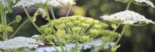 Elle peut mesurer 5 mètres et provoquer de graves brûlures : alerte sur cette plante interdite en France Elle peut mesurer 5 mètres et provoquer de graves brûlures : alerte sur cette plante interdite en France