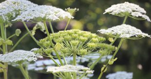 Elle peut mesurer 5 mètres et provoquer de graves brûlures : alerte sur cette plante interdite en France Elle peut mesurer 5 mètres et provoquer de graves brûlures : alerte sur cette plante interdite en France