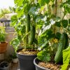 Comment faire pousser des concombres XXL même sur un petit balcon Comment faire pousser des concombres XXL même sur un petit balcon
