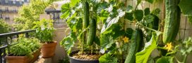 Comment faire pousser des concombres XXL même sur un petit balcon Comment faire pousser des concombres XXL même sur un petit balcon