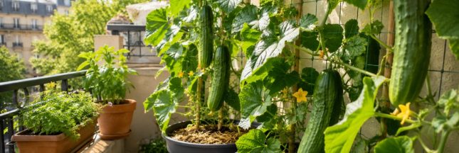 Concombres cultivés en pot sur un petit balcon urbain avec treillis vertical