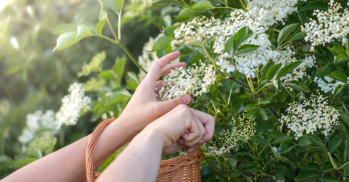 La fleur de sureau s'invite dans les cosmétiques maison grâce à ses propriétés apaisantes et antioxydantes.