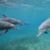 Chez les dauphins, les femelles reconnaissent les mâles trop insistants à leur voix