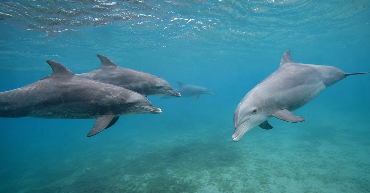 Chez les dauphins, les femelles reconnaissent les mâles insistants à leur voix