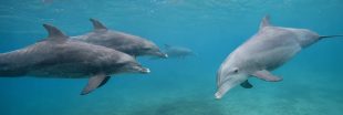 Chez les dauphins, les femelles reconnaissent les mâles insistants à leur voix