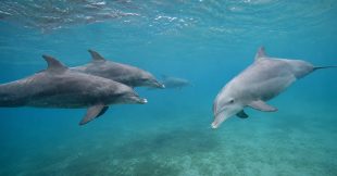 Chez les dauphins, les femelles reconnaissent les mâles insistants à leur voix